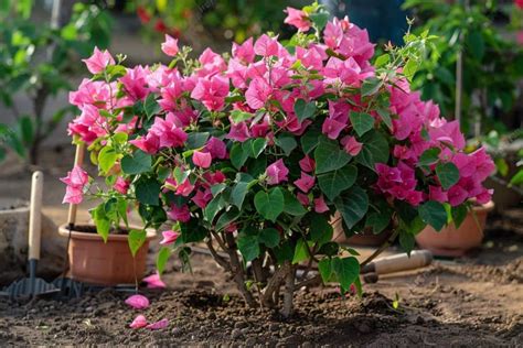 Guide visuel des étapes de plantation du bougainvillier en pleine terre