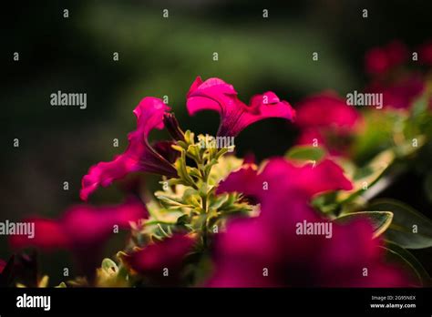 Diascia roses et violets en cascade