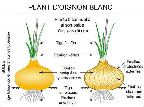 Schéma d'un plant d'oignon avec ses racines et son bulbe