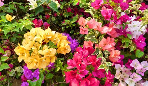 Bougainvillea flowers in vibrant colors