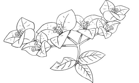Child coloring bougainvillea page