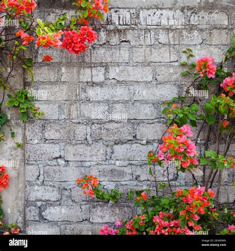 Bougainvillea blooming on a wall