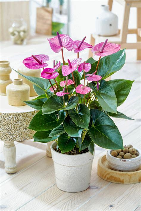 Anthurium rose en fleur dans un intérieur lumineux