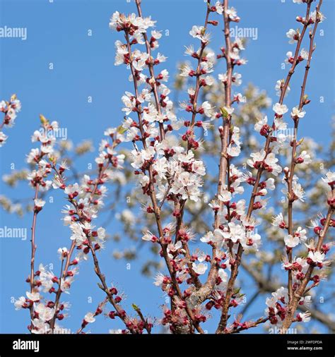 Arbre abricotier en fleurs au printemps