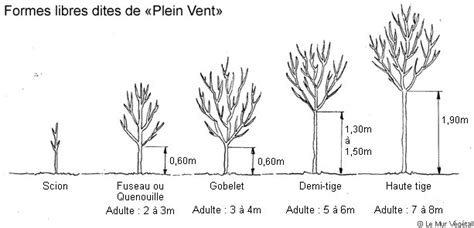 Diagramme des différentes formes de plantation d'un abricotier (scion, gobelet, demi-tige)