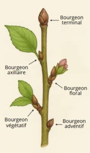 Schéma illustrant les différents types de bourgeons sur un rameau d'abricotier