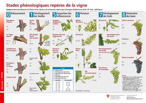 Schéma des différents stades de développement de l'oïdium sur la vigne