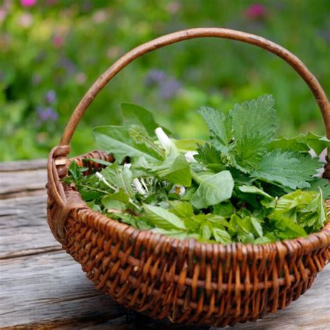 Image d'un atelier culinaire utilisant des plantes sauvages comestibles