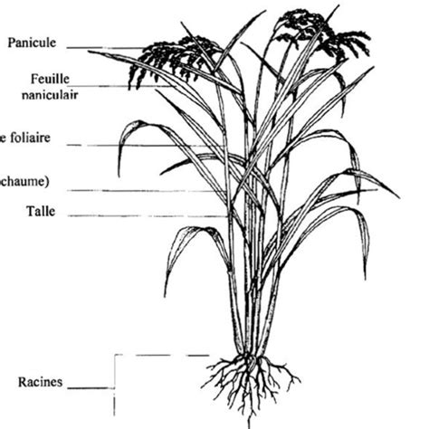 Schéma illustrant les étapes de préparation d'un plant de poireau avant repiquage : habillage des racines et du feuillage