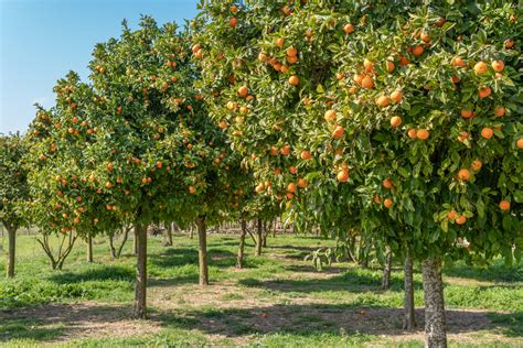 Arbres fruitiers symbolisant la croissance d'une marque