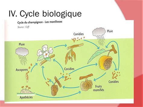Cycle de vie de la moniliose de l'abricotier