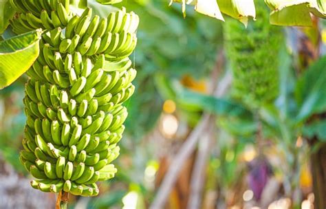 Bananier en pleine terre avec des bananes