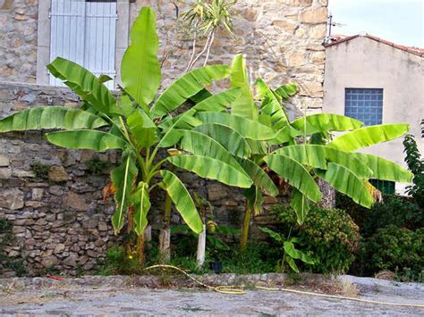 Étapes de plantation d'un bananier en pleine terre
