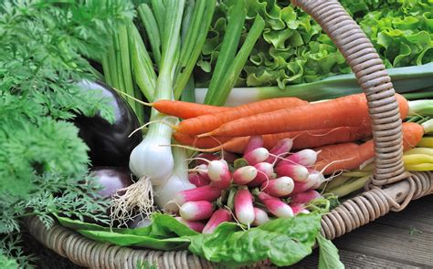Variétés de légumes primeurs cultivées sous couche chaude (radis, carottes, laitues)