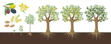 illustration d'un bonsaï en pleine croissance dans un pot