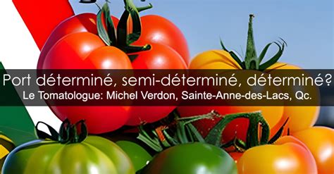 Tomates à port déterminé et indéterminé