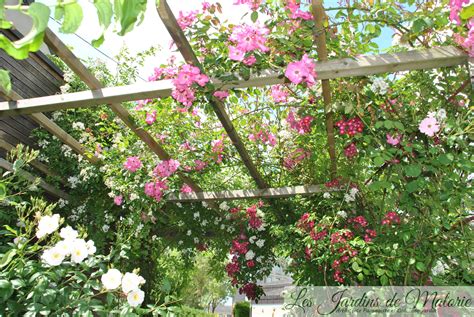 Rosiers grimpants sur une pergola