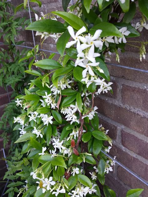 Boutures de jasmin étoilé plantées dans des pots avec un mélange de terreau et de sable