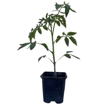 Plant de tomate en godet prêt à être planté