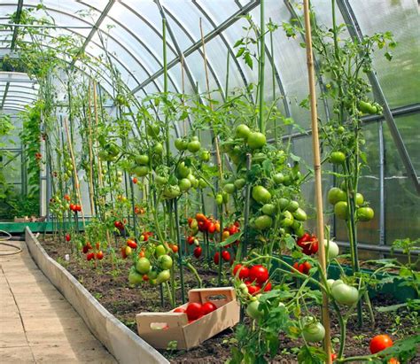 Serre de jardin avec plants de tomates