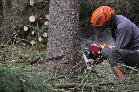 Abattage d'arbre sécurisé dans les Alpilles