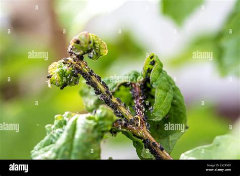 Image de pucerons sur des feuilles de haricot