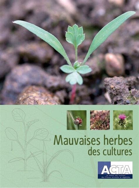 Infographie sur l'impact des mauvaises herbes sur les cultures