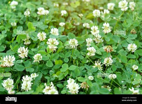 Champ de trèfle blanc en fleur