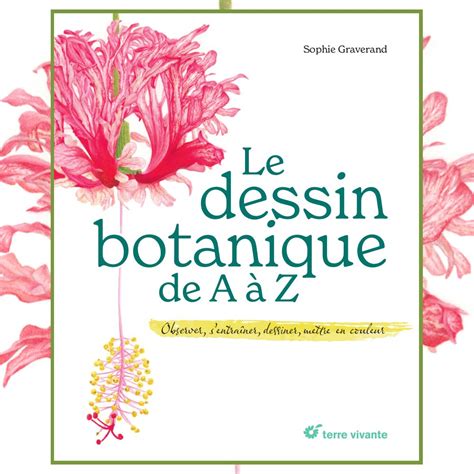 Dessin botanique de la Bourse-à-pasteur et ses fruits en cœur
