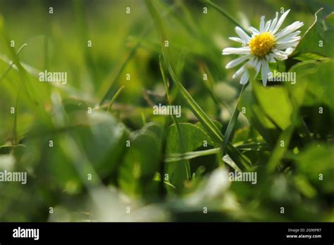 Image gros plan d'une pâquerette dans l'herbe