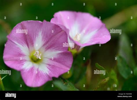 Gros plan des fleurs roses et blanches du liseron