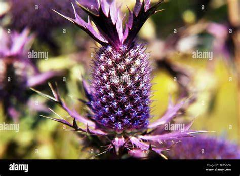 Photographie d'une fleur de chardon violette