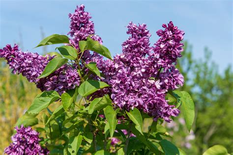 Lilas en fleur