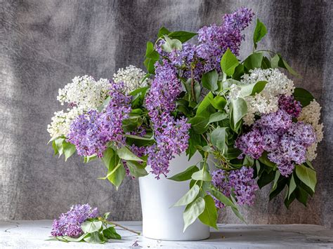 Jeunes boutures de lilas en pot