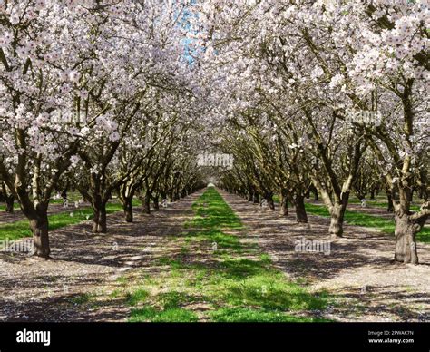 Un verger d'amandiers en pleine floraison printanière avec des fleurs blanches et rosées