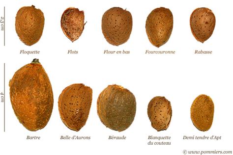 Comparaison visuelle des amandes à coque tendre et à coque dure