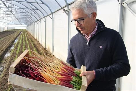 Maraîcher récoltant des légumes avec précaution