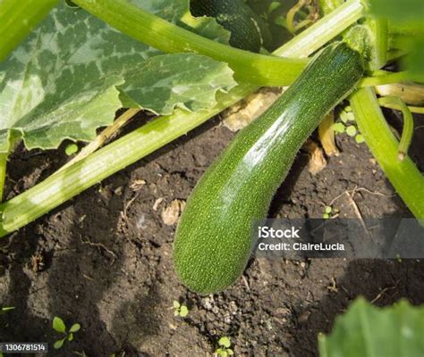 Courgettes mûres dans un jardin