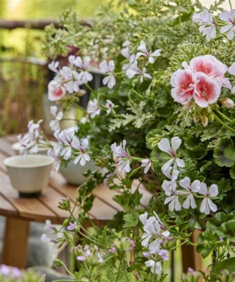 Géraniums en pot sur un balcon