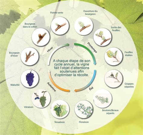 Schéma illustrant le cycle de vie de l'oïdium sur la vigne, de la sortie hivernale au développement sur grappes