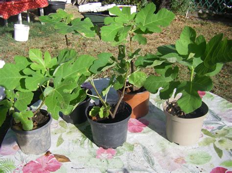 Jeunes figuiers en pots individuels prêts à être plantés
