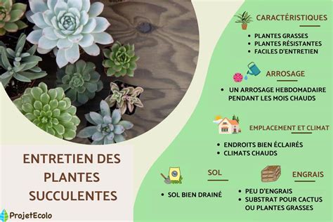 Plantation d'une succulente dans une tasse