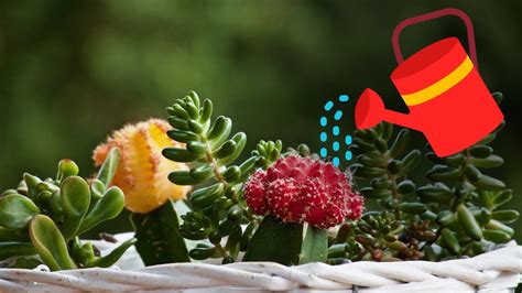 Arrosage d'une plante grasse dans une tasse