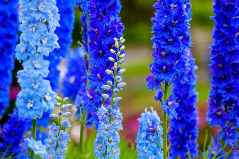 jardin avec des fleurs bleues variées