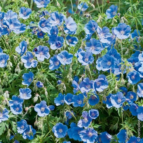 géranium vivace bleu en massif