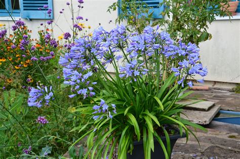 composition florale avec des agapanthes et des delphiniums