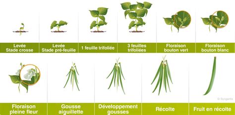 infographie des étapes de croissance du haricot vert
