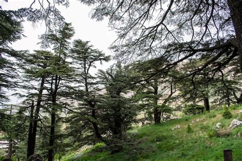 Schéma illustrant les différentes silhouettes des espèces de cèdres : Atlas, Liban, Himalaya
