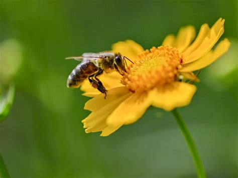 Gros plan sur une abeille butinant une fleur mellifère dans un jardin potager