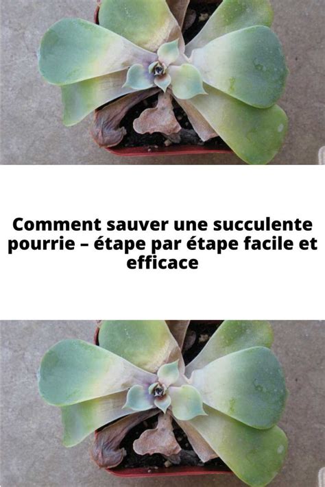 Comparaison entre une succulente compacte et une succulente étiolée
